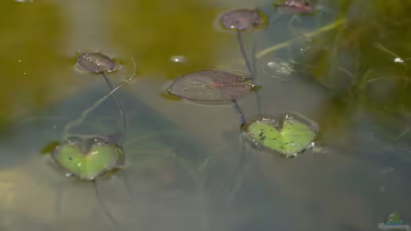 Zwerg-Seerose (Nymphaea pygmaea) von Acki50 (27)