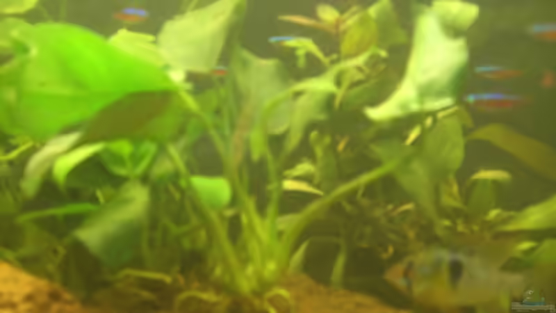 Zwerg-Speerblatt (Anubias barteri var nana) (2. Bild) von Mario H. (5)