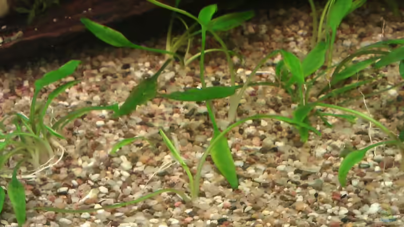 Zwerg-Wasserkelch 	Cryptocoryne parva von Cristian (9)