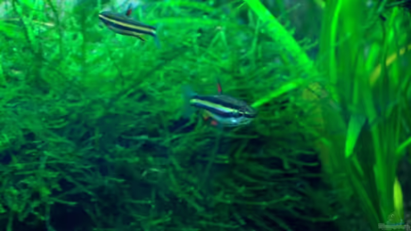 Zwerg-Ziersalmler ( Nannostomus marginatus ) von Thomas Schmidt (31)