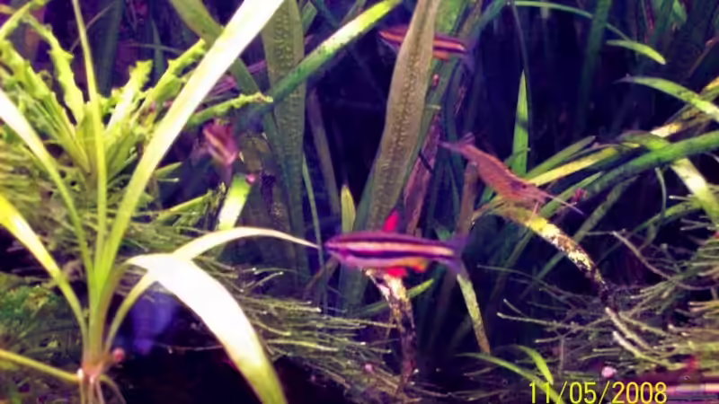 Zwerg-Ziersalmler und Amano-Garnele / 11.05.08 von Thomas Schmidt (35)