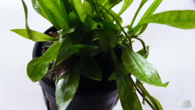 Zwergamazonas/Echinodorus quadricostatus - magdalenensis von Falk (13)