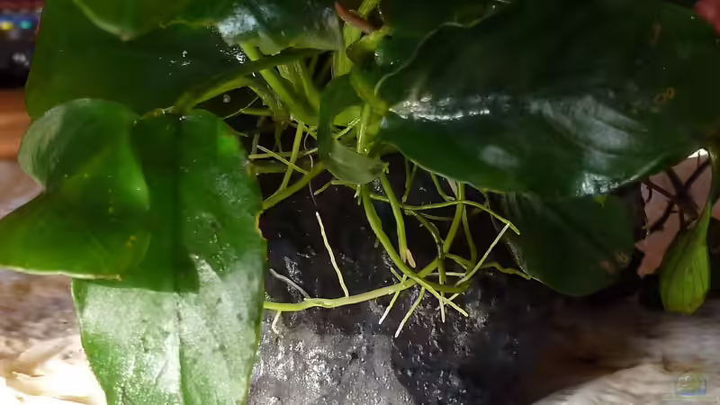 Zwerganubia auf hohlen Betonstein von Couro (17)