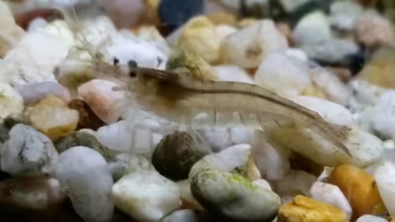 Zwergarnele von Gigi (24)