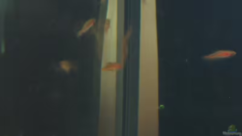 Zwergbärbling Boraras maculatus von Insulaner (6)