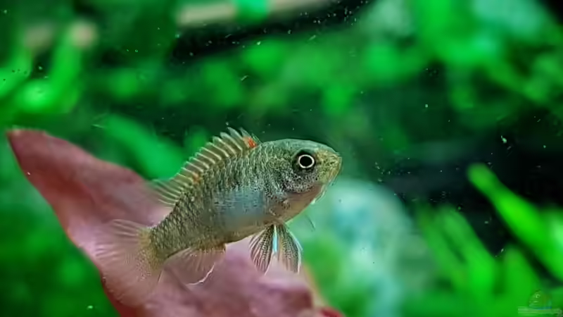 Zwergblaubarsch von H4rdei (8)