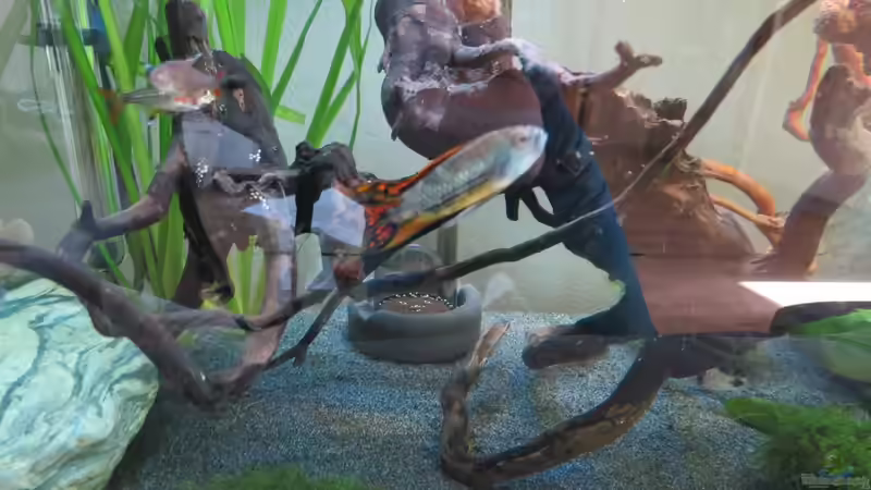 Zwergbuntbarsch Männchen von Skalarjoe (28)