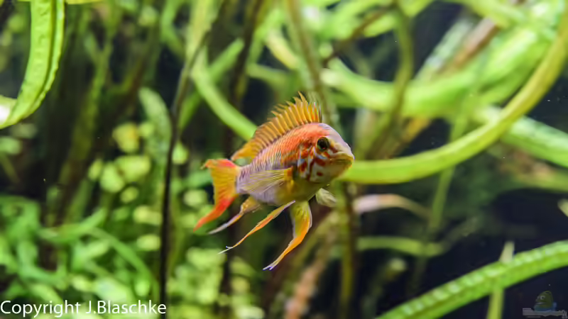 Zwergbuntbarsch Viejita Männchen von JARB (58)