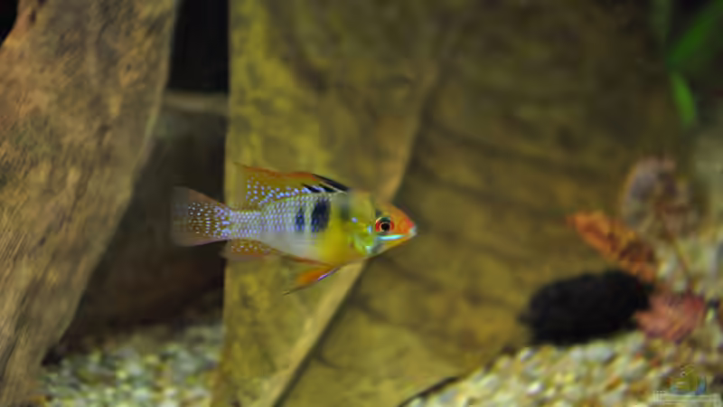 Zwergbuntbarsch von jmvitt (17)