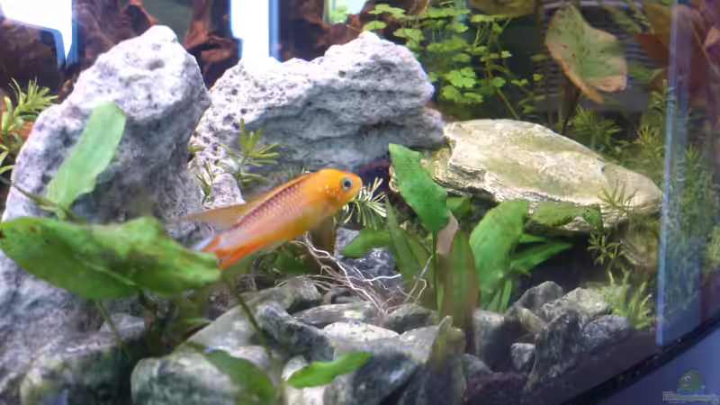 Zwergbuntbarsch vor seiner Höhle von Wall-E (36)