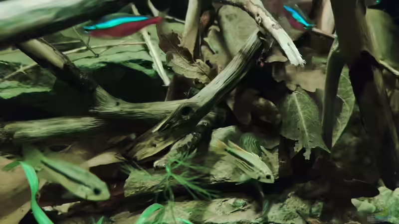 Zwerge  von Amazonas (24)