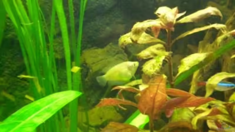 Zwergfaden Weibchen von Holzi (18)