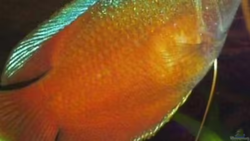 Zwergfadenfisch  von Andy_L (8)