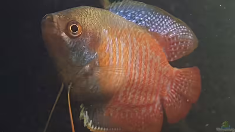 Zwergfadenfisch beim Posieren von miv (27)