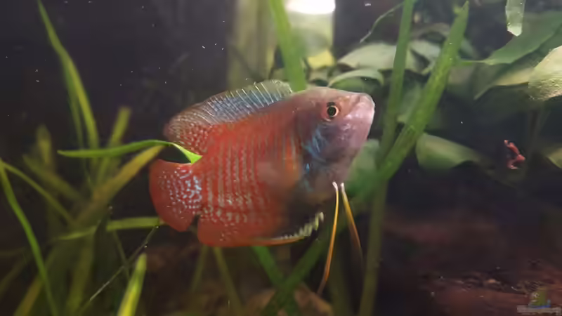 Aquarien mit Zwergfadenfischen (Colisa lalia)