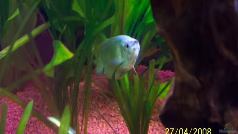 Zwergfadenfisch Kobaltblau von Ingo Dahl (18)