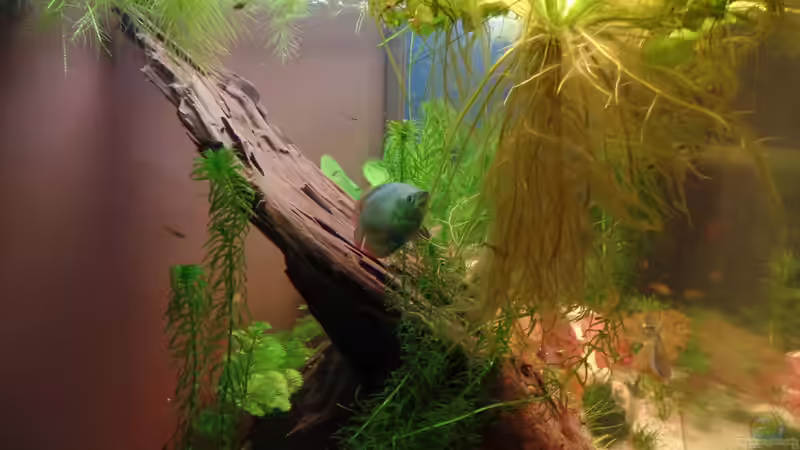 Zwergfadenfisch M von raubsau (44)