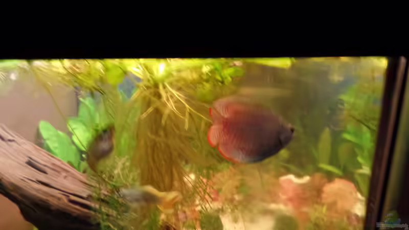 Zwergfadenfisch M von raubsau (46)