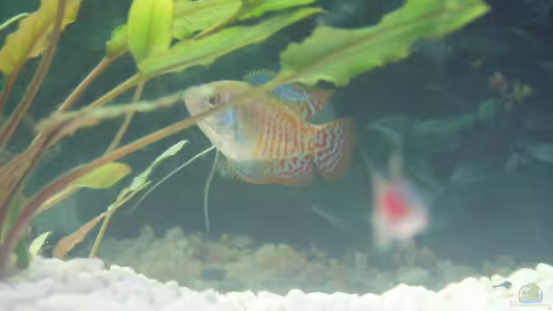 Zwergfadenfisch (m) von Sven Lochner (11)