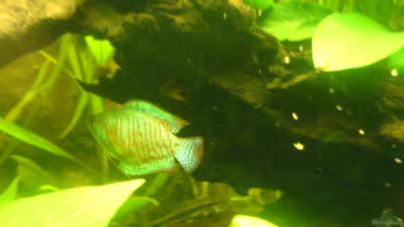 Zwergfadenfisch Mänchen von ptobias (12)