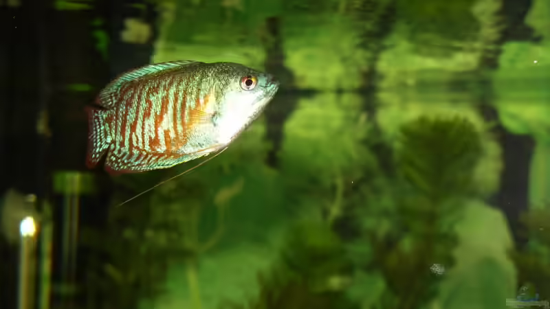 Zwergfadenfisch männ. von Stonedman (20)