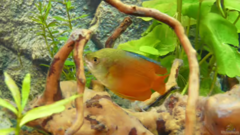 Zwergfadenfisch (männchen)  von ATinUN (16)