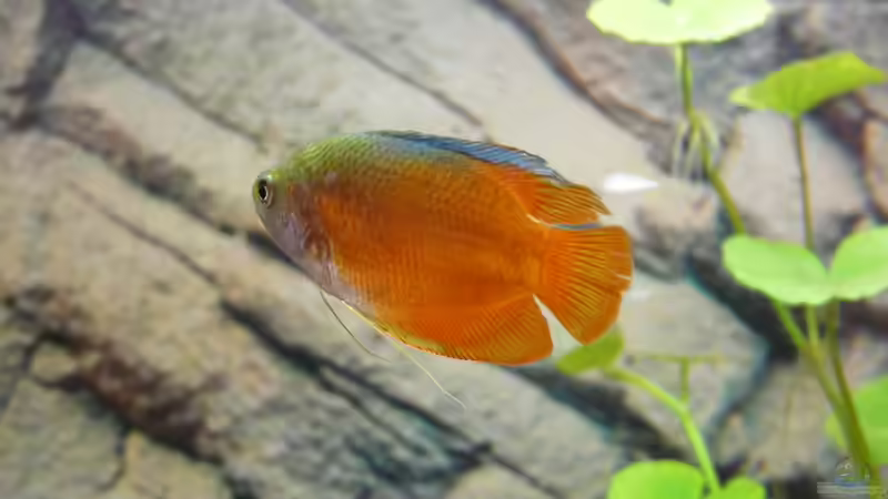 Zwergfadenfisch (männchen)  von ATinUN (19)