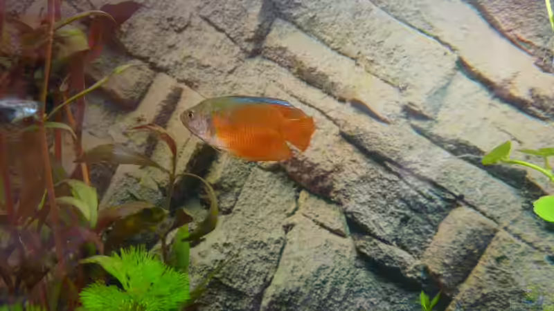 Zwergfadenfisch (männchen)  von ATinUN (9)