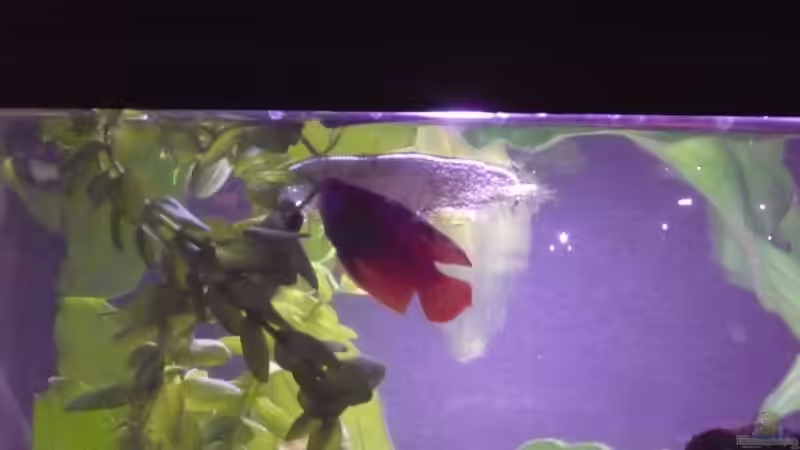 Zwergfadenfisch männchen mit Schaumnest von Andiman (3)