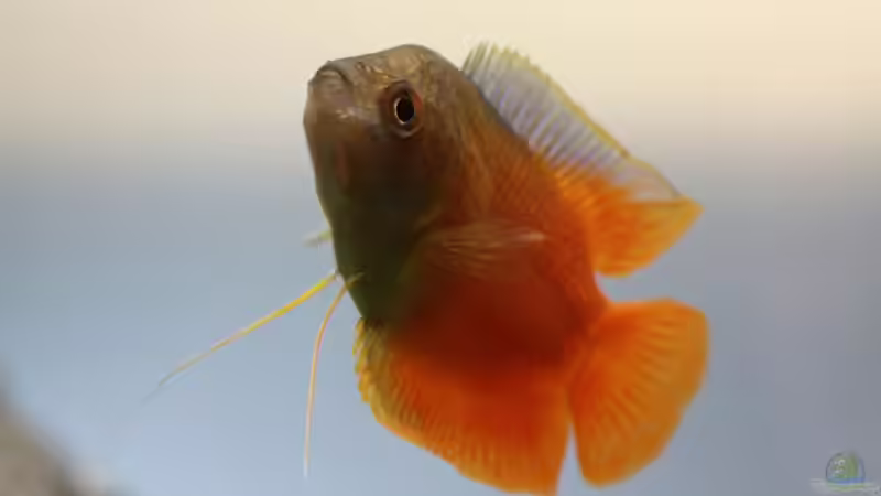 Zwergfadenfisch Männchen von aquaScaper (10)