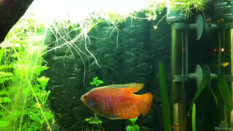 Zwergfadenfisch Männchen von Daniel B (19)