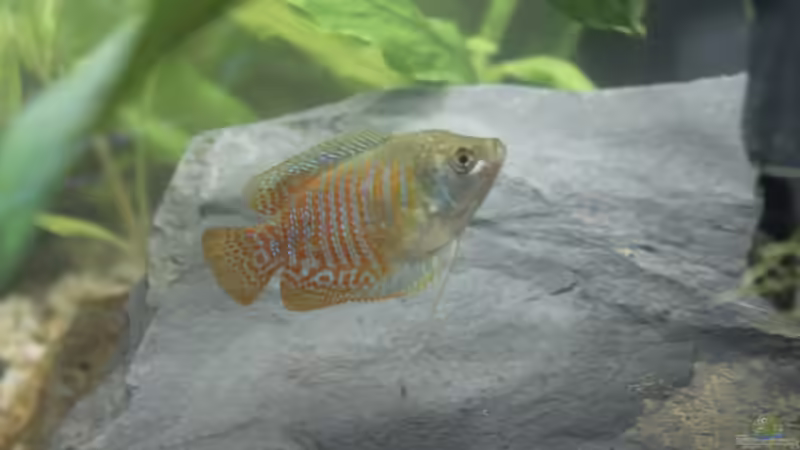 Zwergfadenfisch-Männchen von ESA_72 (23)