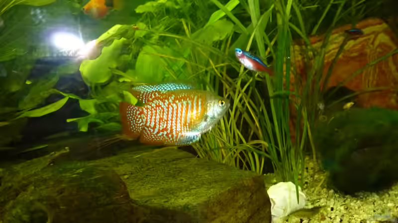 Zwergfadenfisch Männchen von Jessi & Daniel (10)