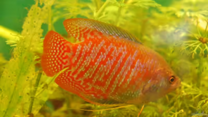 Zwergfadenfisch Männchen von Julia (5)