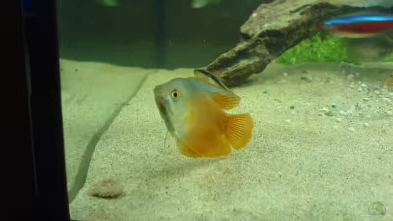 Zwergfadenfisch Maennchen von Mischa Vos (8)