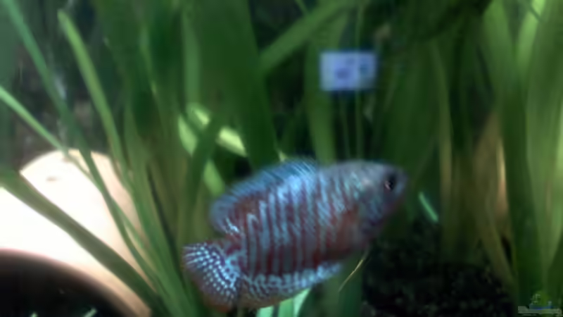 Zwergfadenfisch (Männchen) von Steffi & Hans (13)