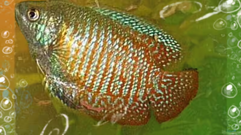 Einrichtungsbeispiele für Fadenfische