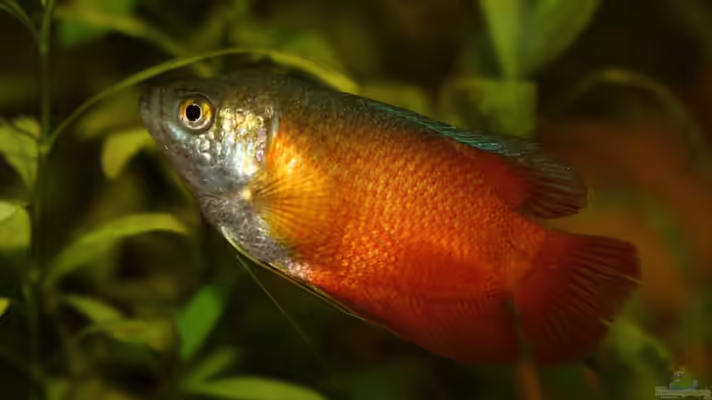 Zwergfadenfisch männlich Bild1 von Ralf Kl (17)