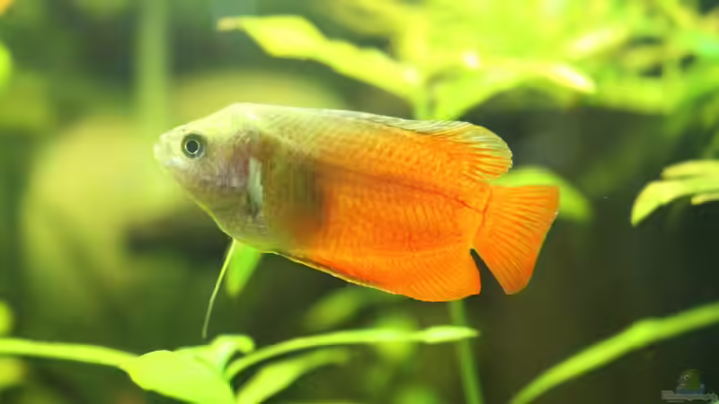 Zwergfadenfisch männlich Bild3 von Ralf Kl (19)