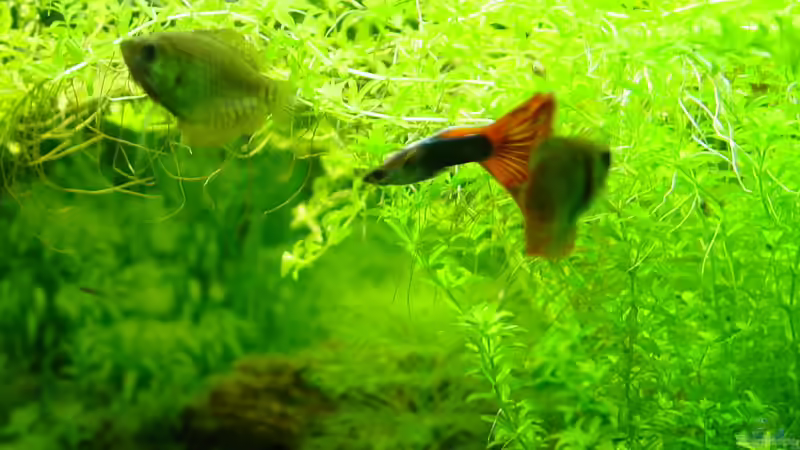Aquarien mit Zwergfadenfischen (Colisa lalia)