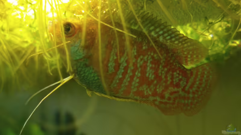 Zwergfadenfisch unter seinem Schaumnest von m.k.b.1983 (4)