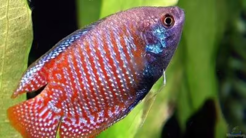 Zwergfadenfisch von Jan Allemann (9)