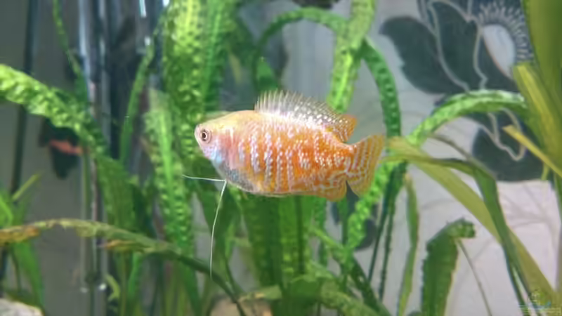 Zwergfadenfisch von m.k.b.1983 (19)