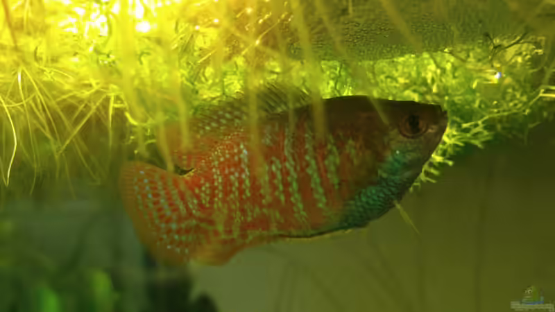 Zwergfadenfisch von m.k.b.1983 (8)