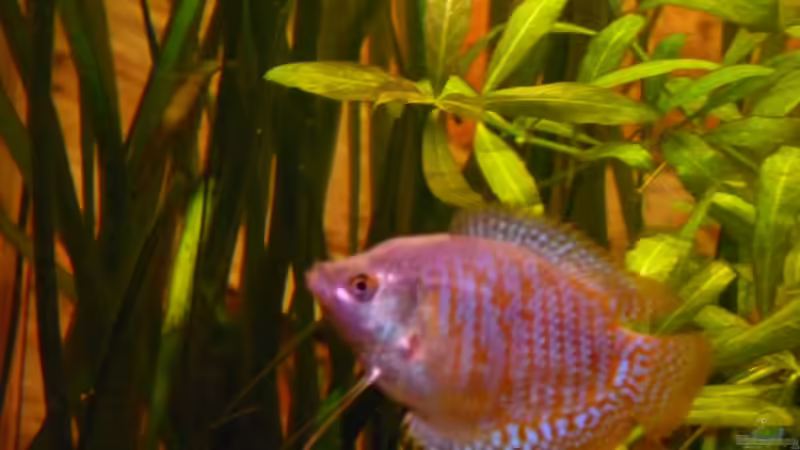 Zwergfadenfisch von MaTrou (11)