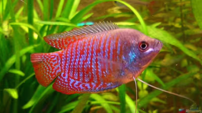 Zwergfadenfisch von Robert Hötzinger (5)