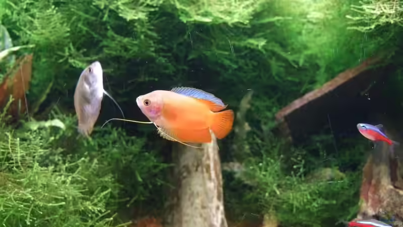 Zwergfadenfisch von Sebastian Winkel (10)