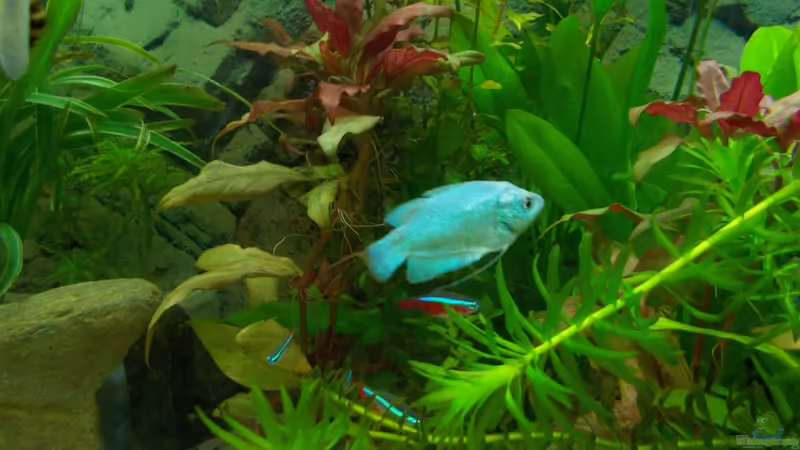 Zwergfadenfisch von Thomas Huber (16)