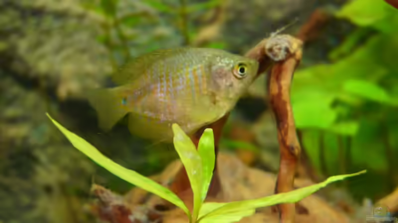 Zwergfadenfisch (weibchen)  von ATinUN (11)