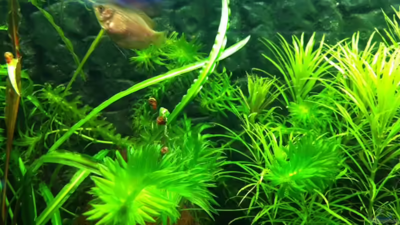 Zwergfadenfisch Weibchen von Daniel B (20)